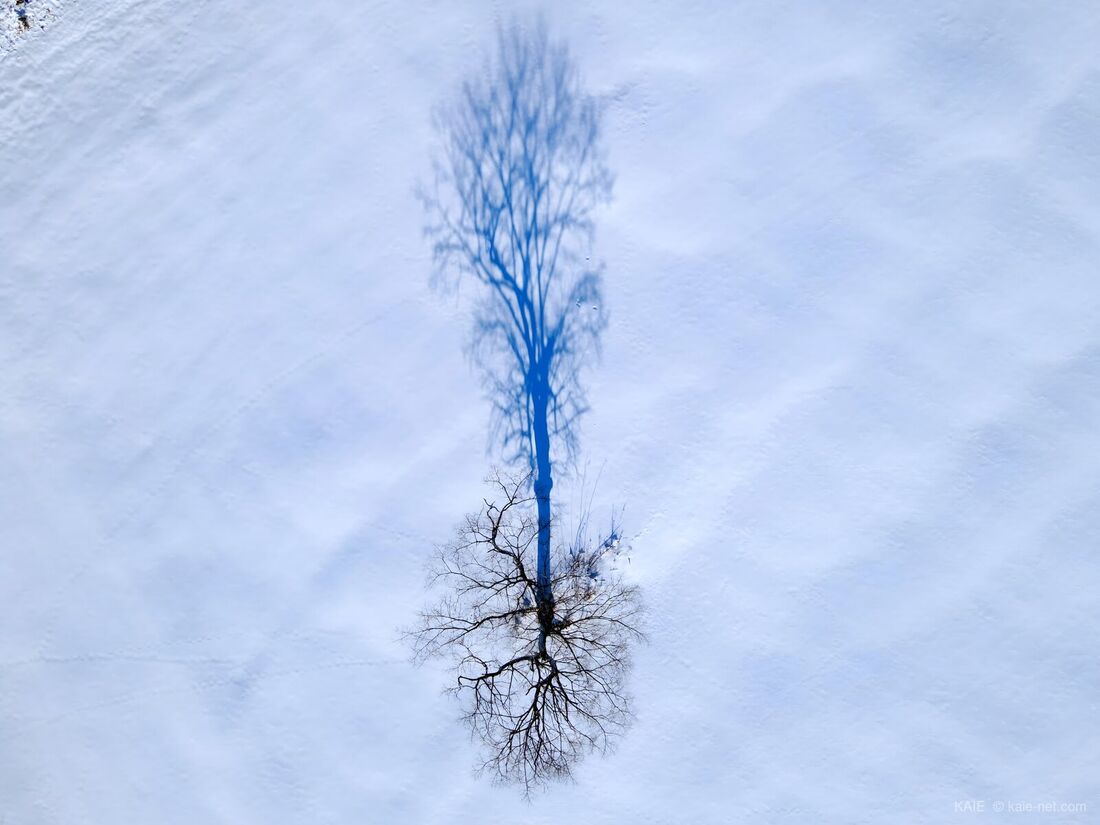 雪原に立つ一本の木